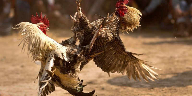 Kinh nghiệm xuống tiền đầu tư đá gà Thomo hiệu quả
