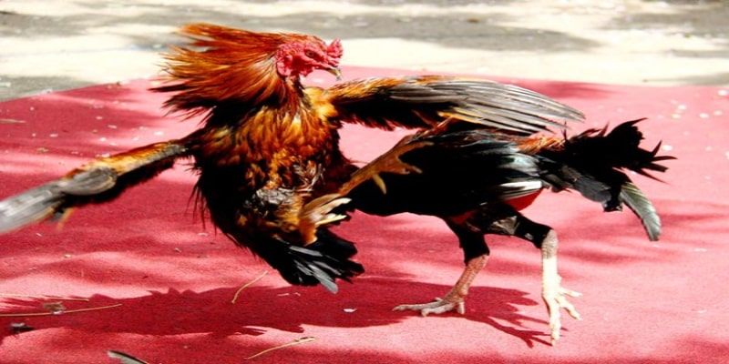 Quy định chi tiết về chạng gà tại trường đấu Thomo