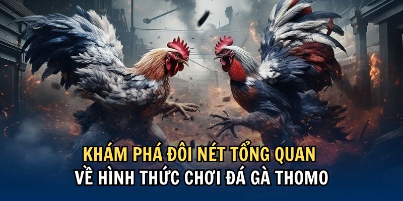 Sơ lược về hình thức cá cược đặc sắc đá gà Thomo